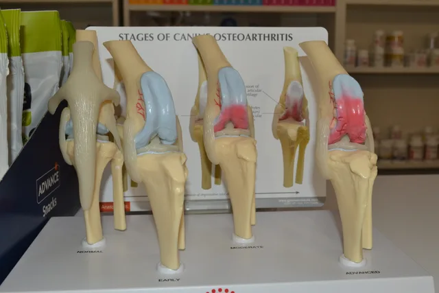 Modele anatomice veterinare folosite în cabinet